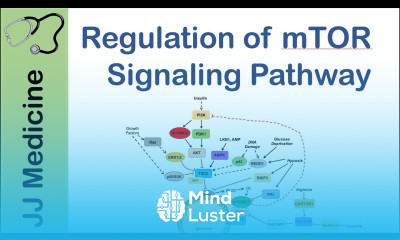 mTOR Signaling Pathway Nutrient and Cell Stress Regulation