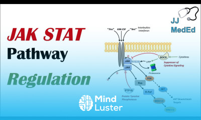 JAK STAT Signaling Pathway Regulation