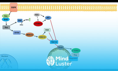 Ras Raf MEK ERK Signaling and the mTOR Pathway Interactions and Regulation