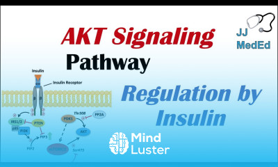 AKT Signaling Pathway Regulation by the Insulin Signaling Cascade