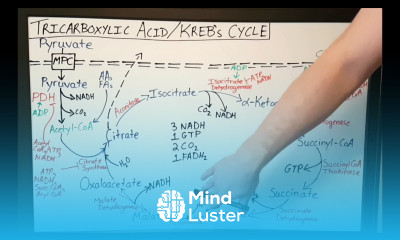 TCA Krebs Cycle Citric Acid Cycle Basics for Beginners Biochemistry Lesson