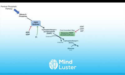 Purine Synthesis and Salvage Pathway