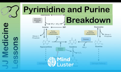 Purine and Pyrimidine Catabolism Pathway Nucleotide Breakdown Biochemistry Lesson