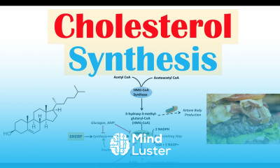 Cholesterol Synthesis How Our Bodies Make Cholesterol