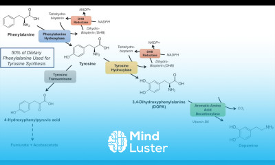 Catecholamine Biosynthesis Pathway