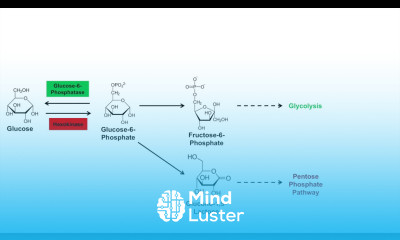 Glycogen Synthesis Glycogenesis Pathway