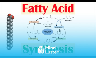 Fatty Acid Synthesis Pathway Overview Enzymes and Regulation
