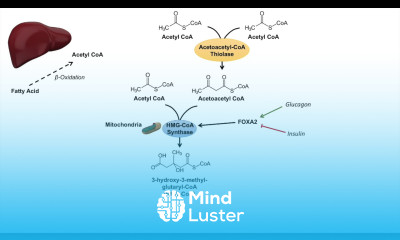 Ketone Body Synthesis Ketogenesis Formation Pathway and Regulation
