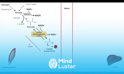 Cori Cycle Lactic Acid Metabolism Purpose and Importance in Anaerobic Metabolism