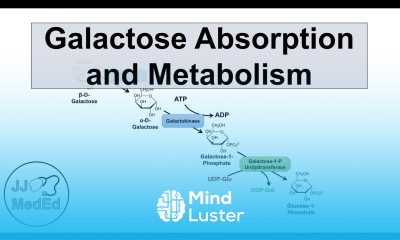 Galactose Absorption and Metabolism Leloir Pathway and Galactosemia
