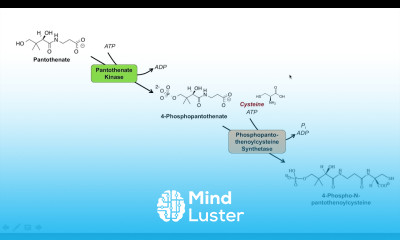 Coenzyme A CoA Biosynthesis Pathway and Vitamin B5