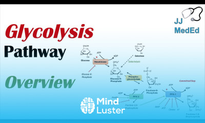 Glycolysis Pathway Enzymes Regulation and Products