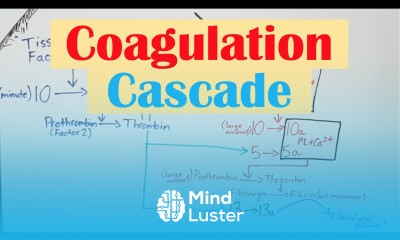 Coagulation Clotting Cascade and Secondary Hemostasis