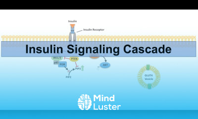 Insulin Signaling Cascade and Downstream Effects Biochemistry Lesson