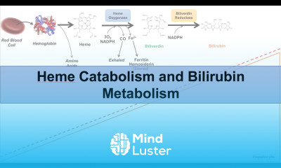 Heme Catabolism and Degradation Pathway Biochemistry Lesson