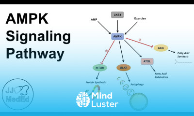 AMPK Signaling Pathway Regulation and Downstream Effects