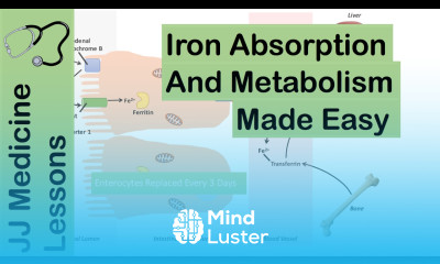 Iron Absorption Transport Metabolism and Regulation Biochemistry Lesson