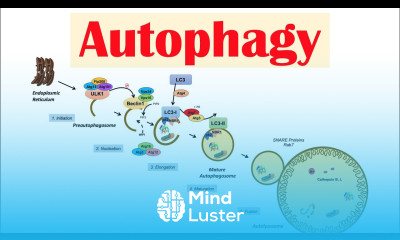 Autophagy Macroautophagy Importance in Health
