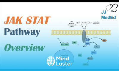 JAK STAT Signaling Pathway