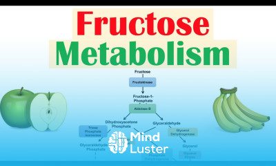 Fructose Metabolism Absorption Fructolysis Regulation and Role in Obesity