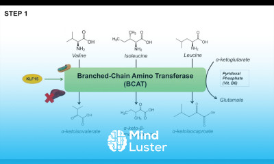 Branched Chain Amino Acid Metabolism BCAA Catabolism Pathway and Regulation