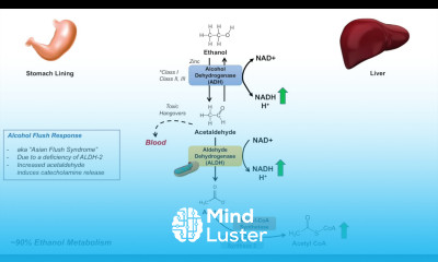 Ethanol Absorption and Metabolism Alcohol Metabolism Pathway