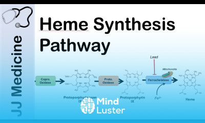 Heme Synthesis Pathway
