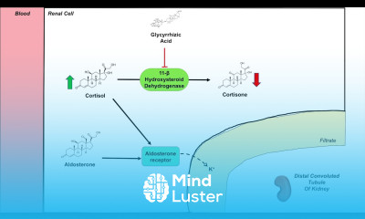 Dysregulation of Cortisol and Aldosterone Black Licorice and Associated Health Effects