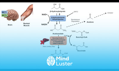 Ketone Body Metabolism Ketolysis Transport Absorption and Catabolism