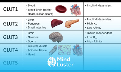 Glucose Transporters GLUTs and SGLTs Biochemistry Lesson
