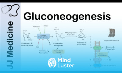 Gluconeogenesis Pathway Overview Enzymes Co Factors and Precursors