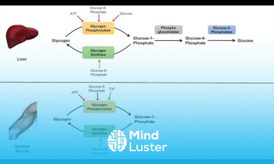 Glycogen Metabolism Glycogenolysis Pathway Enzymes and Regulation
