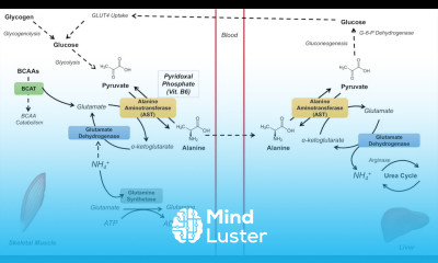 Glucose Alanine Cycle Cahill Cycle Nitrogenous Waste Transport and Removal