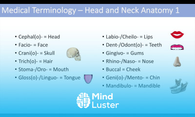 Medical Terminology Lesson 6 Anatomy and Anatomical Terms