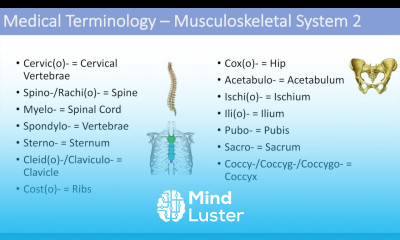 Medical Terminology Lesson 7 Musculoskeletal and Reproductive Anatomy Terms