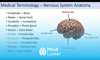 Medical Terminology Lesson 8 Nervous System Cardiorespiratory and Endocrine Anatomy Terms