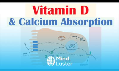 Vitamin D and Calcium Absorption Biochemistry Lesson