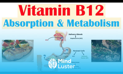 Vitamin B12 Absorption Metabolism 2 Enzymes That Require Vitamin B12