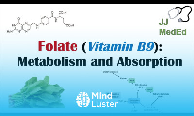 Folate Vitamin B9 Why we need it dietary sources and how we absorb and metabolize it