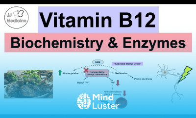Vitamin B12 Why We Need It Biochemistry Absorption Important Enzymes
