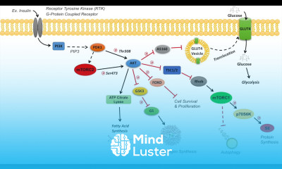 AKT Signaling Pathway Regulation and Downstream Effects