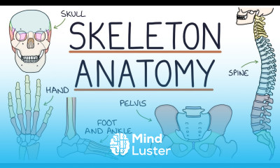 Anatomy of the Skeleton