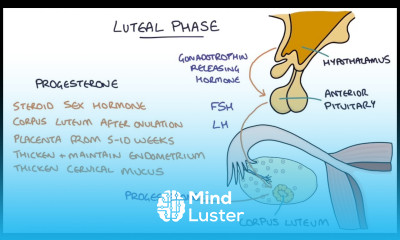 Understanding the Menstrual Cycle