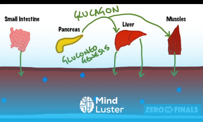 Blood Glucose Regulation and Diabetes