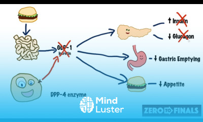 How does sitagliptin work DPP 4 inhibitors and GLP 1 mimetics