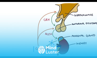Understanding the Short Synacthen Test