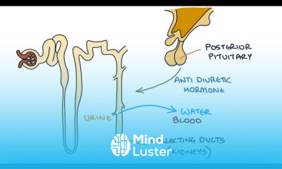 Understanding Hyponatraemia