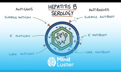 Understanding Hepatitis B Serology Results