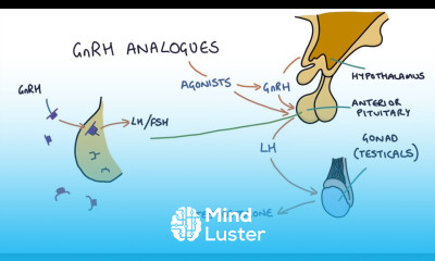 How do GnRH analogues work Zoladex Prostap and other GnRH analogues
