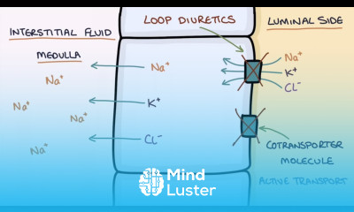 How Does Furosemide Work Understanding Loop Diuretics